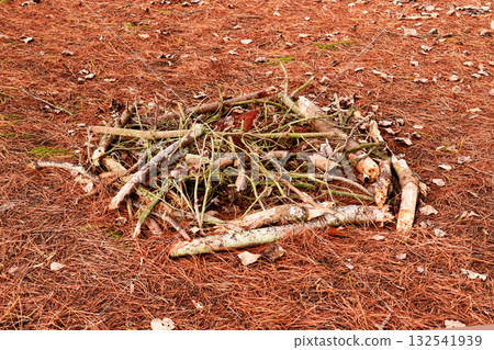 Broken tree branches gathered in pile on the forest floor covered with fallen brown pine needles in autumn Broken tree branches gathered in pile on the forest floor covered with fallen brown pine needles in autumn 132541939