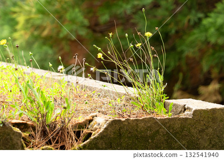 Wild yellow dandelion flowers growing in cracked concrete structure 132541940