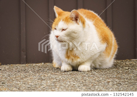 Relaxing cat Relaxing cat 132542145