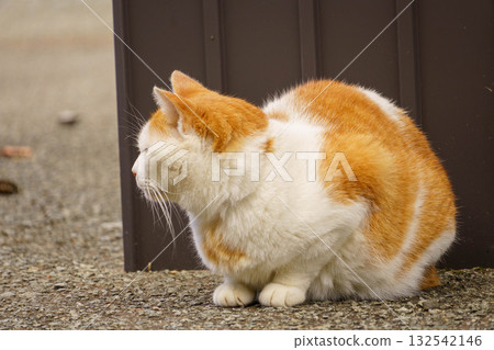 Relaxing cat 132542146