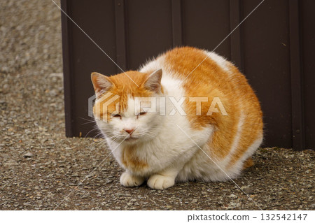 Relaxing cat 132542147