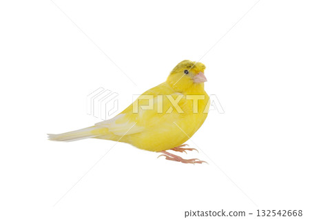 canary isolated on white background 132542668