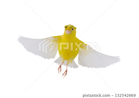 yellow canary in flight isolated on white background yellow canary in flight isolated on white background 132542669