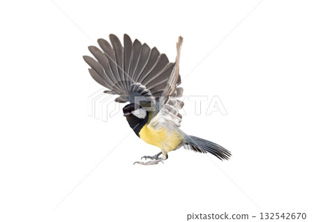 tit with spread wings before takeoff isolated on white background tit with spread wings before takeoff isolated on white background 132542670