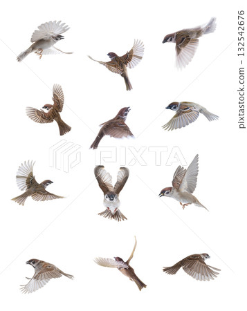 flying sparrows isolated on white background 132542676