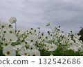 White cosmos bloom beautifully even on cloudy days 132542686
