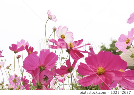 開花往天空的波斯菊 132542687