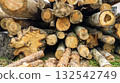 Freshly cut pine logs stacked outdoors, showcasing natural wood texture, forestry and logging industry scene 132542749