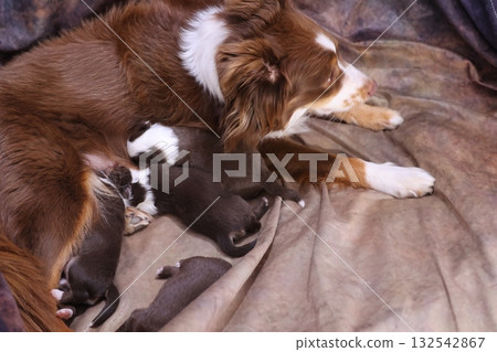Mother dog is nursing her puppies 132542867