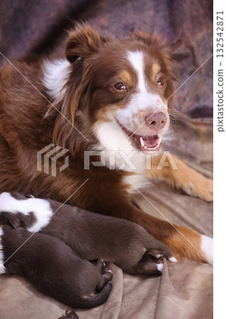 Brown and white dog is laying on a blanket with her puppies 132542871