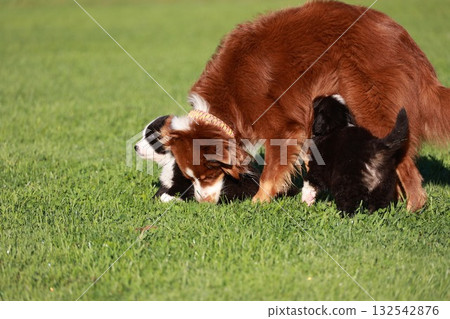 Three dogs are playing in a grassy field Three dogs are playing in a grassy field 132542876