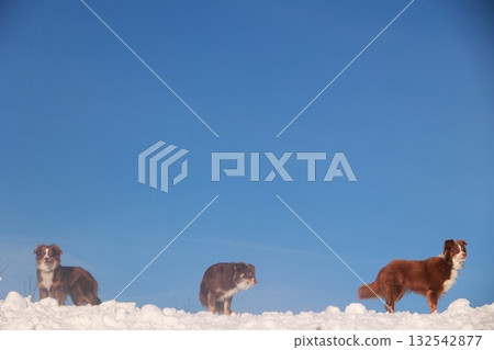 Three dogs are walking in the snow, one of which is brown and white 132542877