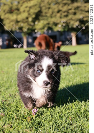 A small black and white dog is running through a grassy field A small black and white dog is running through a grassy field 132542881