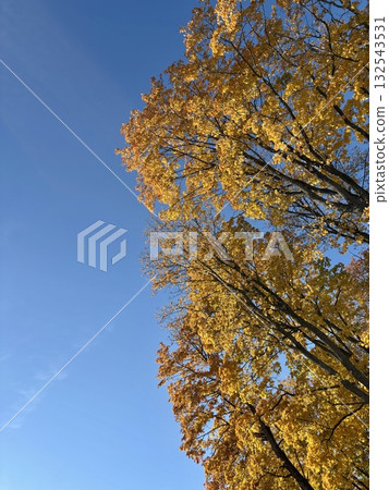 Ginkgo biloba with blue leaves and blue sky 132543531