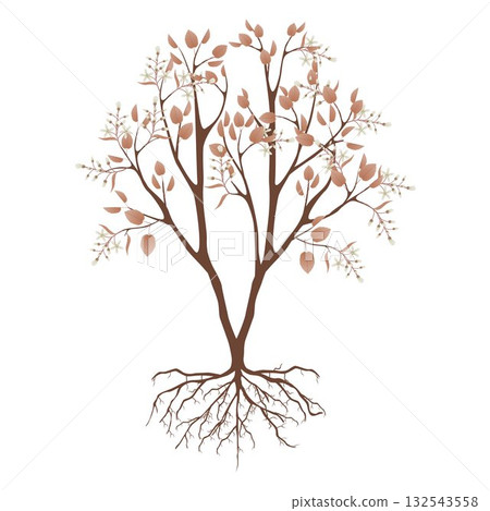 Irga bush with flowers and roots on a white background. 132543558