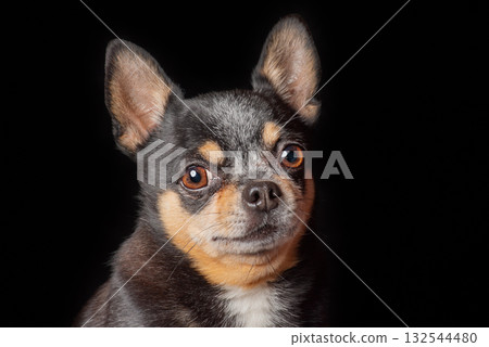Chihuahua dog breed tricolor black, brown and white. Pet, dog on a black background. 132544480