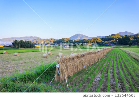 Hanging and rice straw rolls Hanging and rice straw rolls 132544505