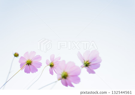 Cosmos cosmos white background Cosmos cosmos white background 132544561