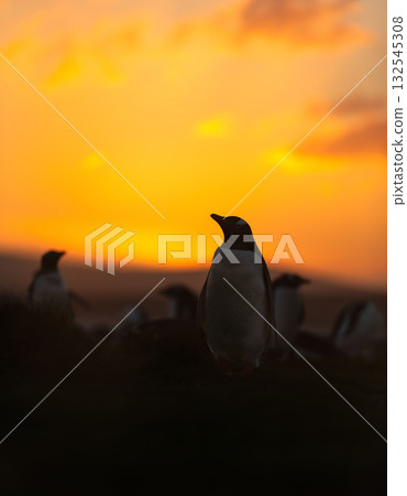 Close-up silhouette of a Gentoo penguin in a colony at golden sunrise in Falkand Islands Close-up silhouette of a Gentoo penguin in a colony at golden sunrise in Falkand Islands 132545308