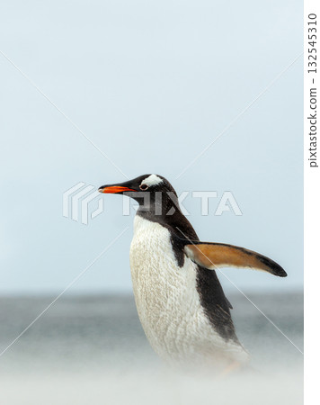 Gentoo penguin walking along a sandy beach on a windy day 132545310