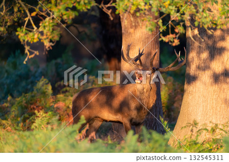 Red deer stag roaring during rutting season in morning light Red deer stag roaring during rutting season in morning light 132545311