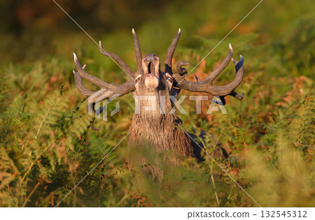 Portrait of a red deer stag roaring in dense fern during rutting season 132545312