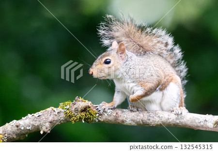 Curious young grey squirrel standing on a tree branch Curious young grey squirrel standing on a tree branch 132545315