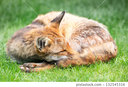 Red fox sleeping curled up, eyes closed and tail wrapped around its face Red fox sleeping curled up, eyes closed and tail wrapped around its face 132545316