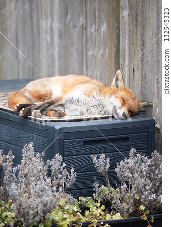 Urban fox sleeping on a garden storage box Urban fox sleeping on a garden storage box 132545323