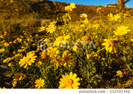 Yellow flowers on mediterranean coast 132545348