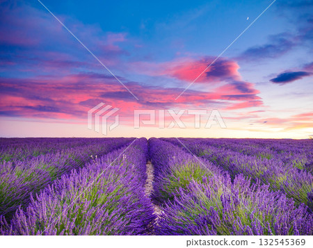 Lavender field at sunset. Provence France 132545369