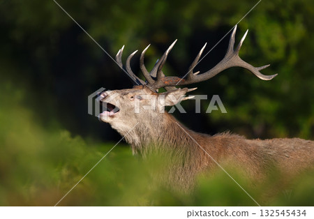 Portrait of a red deer stag roaring during rutting season in autumn Portrait of a red deer stag roaring during rutting season in autumn 132545434