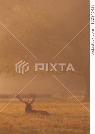 Silhouette of a red deer stag lying in a misty field during a golden sunrise 132545435