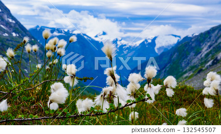 Flowers and mountain view from Gamle Strynefjellsvegen Norway Flowers and mountain view from Gamle Strynefjellsvegen Norway 132545507