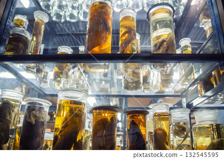 Preserved marine specimens displayed in glass jars filled with yellow fluid create surreal scientific atmosphere. Museum lighting highlights anatomy details and research collection environment 132545595