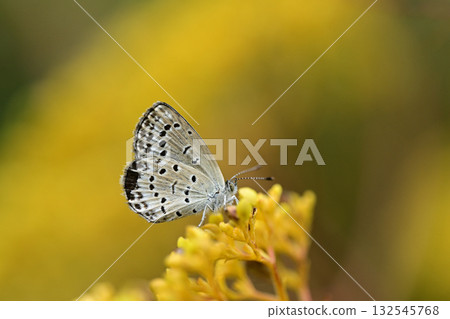 A Yamato Shijimi butterfly resting its wings in the soft light A Yamato Shijimi butterfly resting its wings in the soft light 132545768