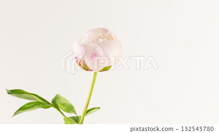Tender, flower composition with single peony bud with dew drops on a white background with copy space. Closeup Tender, flower composition with single peony bud with dew drops on a white background with copy space. Closeup 132545780