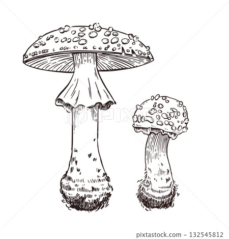 Vector illustration set, forest fly agarics of different sizes, hand-drawn in ink and translated into vector. The illustration is perfect for printing on paper and fabric 132545812