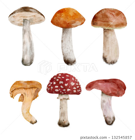 Arrangement of different mushroom types for chef presentation 132545857