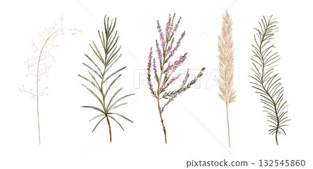 Subtle watercolor depiction of wildflower stems in soft tones 132545860