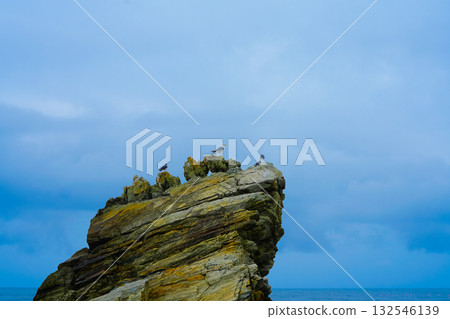 Seagulls sits on the rock, East sea. South Korea Seagulls sits on the rock, East sea. South Korea 132546139