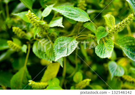 Perilla is growing in the garden. Beefsteak plant in Korea 132546142