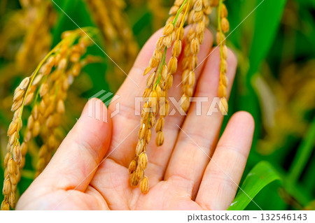 Rice. An ear of rice in hand. Rice seedlings growing in the fields of Korea. Rice. An ear of rice in hand. Rice seedlings growing in the fields of Korea. 132546143