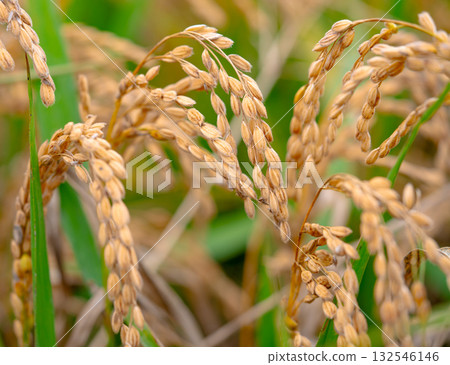 Rice. A large area of rice seedlings growing in the fields of Korea. 132546146