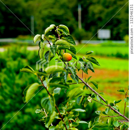 Persimmon tree with Ripe orange persimmons fruit in autumn garden in Korea Persimmon tree with Ripe orange persimmons fruit in autumn garden in Korea 132546151