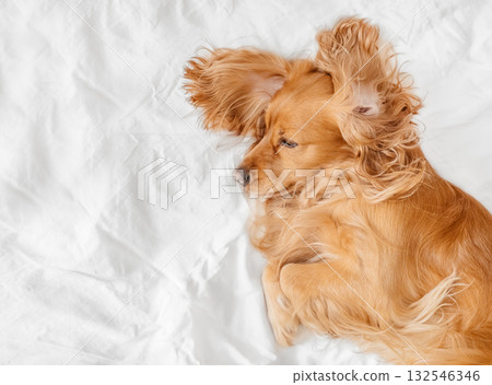 Golden cocker spaniel dog resting on white bed linen, adorable pet lying relaxed with fluffy ears spread, cozy domestic scene with copy space for text or design Golden cocker spaniel dog resting on white bed linen, adorable pet lying relaxed with fluffy ears spread, cozy domestic scene with copy space for text or design 132546346