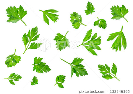 Collection of fresh green parsley leaves scattered on a white background. Isolated herbal set for culinary design, recipe vegan and natural cooking concept Collection of fresh green parsley leaves scattered on a white background. Isolated herbal set for culinary design, recipe vegan and natural cooking concept 132546365