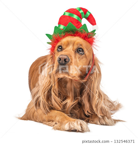 Cute dog in a Christmas elf hat lying down isolated on white background. Festive pet portrait for holiday greeting cards, winter celebration, or seasonal design Cute dog in a Christmas elf hat lying down isolated on white background. Festive pet portrait for holiday greeting cards, winter celebration, or seasonal design 132546371