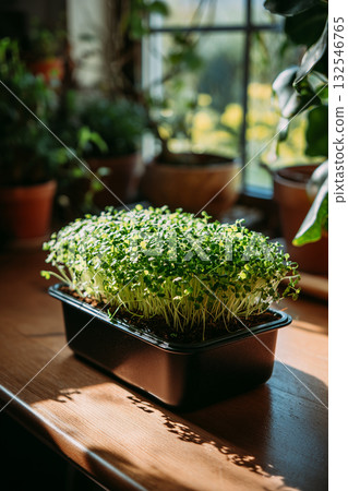 Growing microgreens in a sunny indoor garden during morning hours 132546765