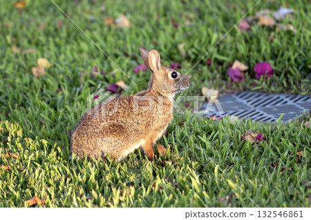 Wild rabbit in nature. Grey small hare eating grass on Florida backyard Wild rabbit in nature. Grey small hare eating grass on Florida backyard 132546861